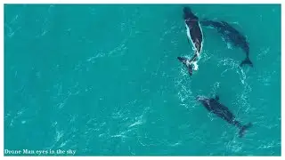 Dji air 3 100fps 4k slow motion | Whales migrating along Qld coastline from high in the sky
