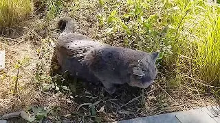 A bule cat covered in flies crawled out of bushes, vet spent 3 hours removing maggots from its body