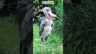 most rare giant bird shoebill #birds #shoebill #viral #video