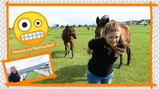 Bucas GEWINNSPIEL | FMA mit Luca | Halfter-Problem 😱 | Epplejeck Reitsport