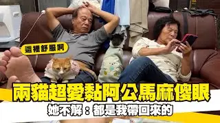 兩貓超愛黏阿公馬麻傻眼　她不解：都是我帶回來的｜#寵物雲