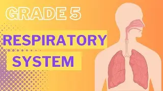 Grade 5 Respiratory System