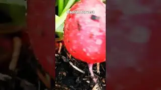 Radish harvest #respect #radish #nature #naturemagic