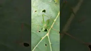 Speckled Bush-cricket - Leptophyes punctatissima - Runnaskvetta - Skvettur - Gr&aelig;n skord&yacute;r