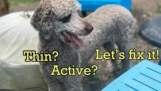 Thin or active dog? How to put healthy weight on a dog🐩