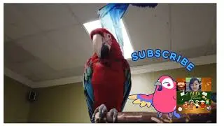 kids parrot rhyme, pyara Tota, mitthu Raja, mitthu Kavita,@afifasaifi124