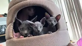 Cu&aacute;ntos gatos caben en su camita??? Hahah