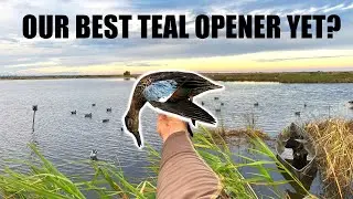 EPIC TEAL SEASON OPENER: Duck hunting limits (Louisiana Opening weekend 2019)