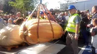 Nowy Rekord Polski 839.8kg Dynia Olbrzymia