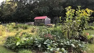 Zenful Walk By A Beautiful Chatham, NY Garden - August 23rd, 2024
