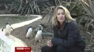 Endangered Penguins