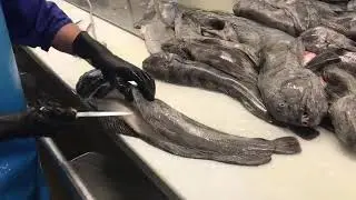 Topfish zeewolf fileren