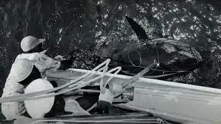 The first ever 1,000 pound fish ever captured with a rod and reel! - Zane Grey