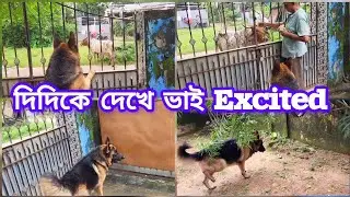 দিদিকে দেখে ভাই Excited ☺️ || German shepherd very excited 😃 || dog video