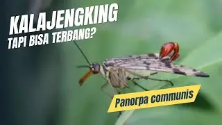 Kalajengking Kok Bisa Terbang? Ini Dia Panorpa communis (Mecoptera) | #HewanBarengRama