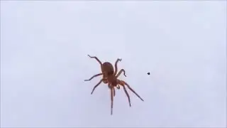 Hiihtoharjoitus. Iso h&auml;m&auml;h&auml;kki lumella