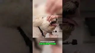 Groomer Hack: Pinning Ears & Catching Cookies 🐾✂️ #DogGroomingTips