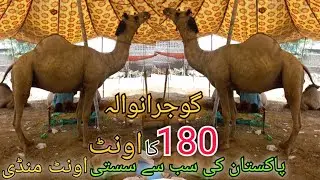 Camel mandi 2023 gujranwala | down rate Camel? | gujranwala bakra mandi