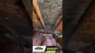 Say Goodbye to Mold Stress with Reliable Restoration! #shorts #moldremediation
