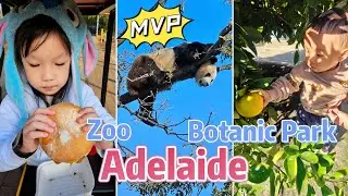 Australia | Adelaide Zoo | Botanic Garden | Bicentennial Conservatory | Big Panda | Orange Tree
