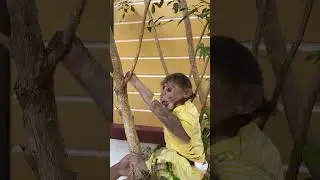 Breakfast Time: Watch This Monkey being delicious.!#WildMonkey #BreakfastFun #NatureLovers
