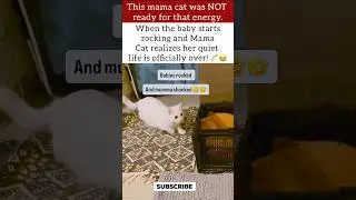 Wait for it... The Ultimate Mom Shock! 😹#cat #funnycats #kitten #catmom #funnyanimals #shocked#usa
