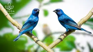 Bird Sounds - Soothing Birds & Nature Sounds for Relaxation - Refocus and Heal Your Heart