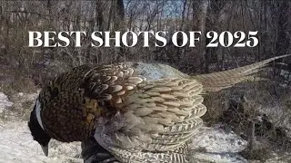 MY BEST PHEASANT SHOTS OF 2025 (SLO-MO VIDEO)