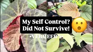 Plant Shopping for Trending Plants Everyone Wants Right Now •VERMEER’S•