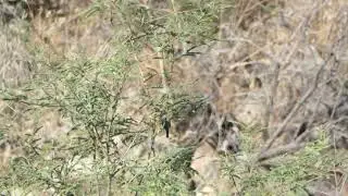 Varied Bunting at Box Canyon (6.2.24)