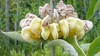 Jerusalem sage - Phlomis russeliana - Runnafr&oacute;&eth;i - Skrautjurt - Sumarbl&oacute;m - Gar&eth;pl&ouml;ntur - Gul bl&oacute;m