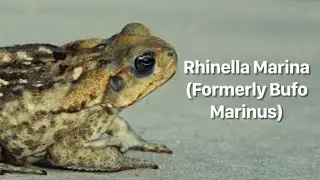 This genus is why the invasive cane toad is called a &ldquo;bufo toad&rdquo;&hellip;