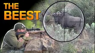BLUE WILDEBEEST and a .270 WSM