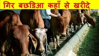 गिर बछडिआ कहाँ से खरीदे I Good quality Gir Heifer at Sudarshan Dairy Haryana