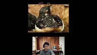 Amazing Animal Growth Journey #animals #funny #cute