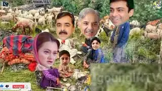 Shahbaz Sharif herd of goats/Hamza Shahbaz with family/Village Punjabi Funny Sketch/