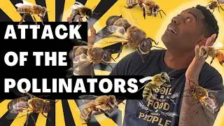Gardening for Pollinators: 5 ways to boost the amount of pollinators in your yard!