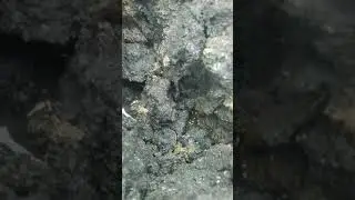 apanhar cagão e minhoca branca/bicha.