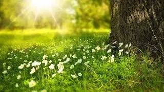 Sonidos de la Naturaleza y M&uacute;sica Relajante - M&uacute;sica de Relajaci&oacute;n y Sonidos Relajantes para Dormir