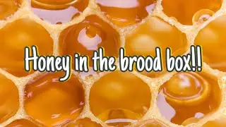 Honey in the brood box!#honey#bees#shorts
