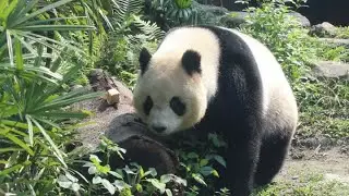 20230410 圓仔脫單露曙光 熊家福祉先考量(早餐) Giant Panda Yuan Zai