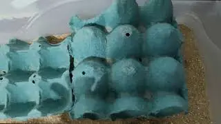 Larva de tenebrio gigante virando pupa #7