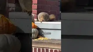 Fat Gus' Dad