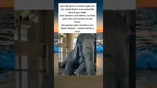 80 Jahre Gefangenschaft &ndash; der Moment, in dem ein Elefant Freiheit fand