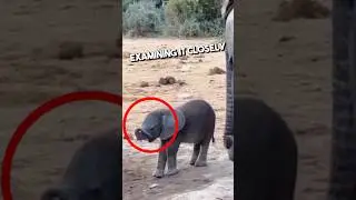 Этот слоненок впервые обнаружил свой хобот❤️ #шорты
