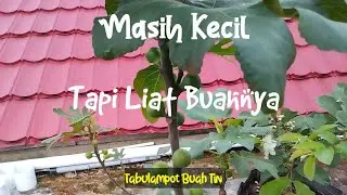 Perawatan Buah Tin Agar Cepat Berbuah