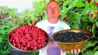 Easy Homemaid Raspberry and Blackcurrant Jam | Village cooking