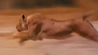 The Lioness hunting a Gazelle at her TOP SPEED.