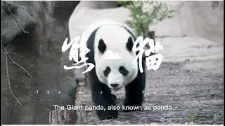 Giant Panda 101 | Ping Pong Talk