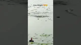 Live Attack Snakehead  #fishing #fish